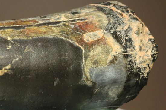 最大級65mmのサルコスクスの美歯 希少なニジェール産!!! 恐竜も恐れた史上最大のワニ(その12)