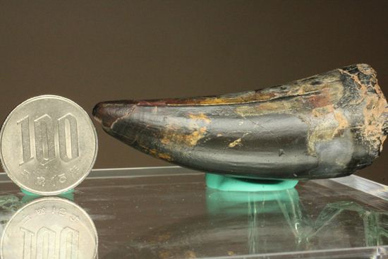 最大級65mmのサルコスクスの美歯 希少なニジェール産!!! 恐竜も恐れた史上最大のワニ(その13)