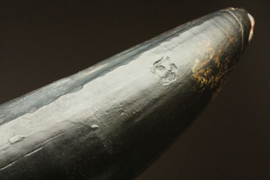 最大級65mmのサルコスクスの美歯 希少なニジェール産!!! 恐竜も恐れた史上最大のワニ(その15)