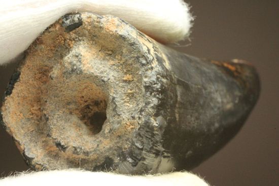 最大級65mmのサルコスクスの美歯 希少なニジェール産!!! 恐竜も恐れた史上最大のワニ(その17)