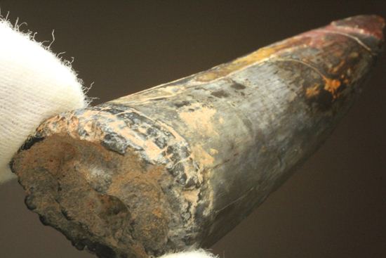 最大級65mmのサルコスクスの美歯 希少なニジェール産!!! 恐竜も恐れた史上最大のワニ(その19)