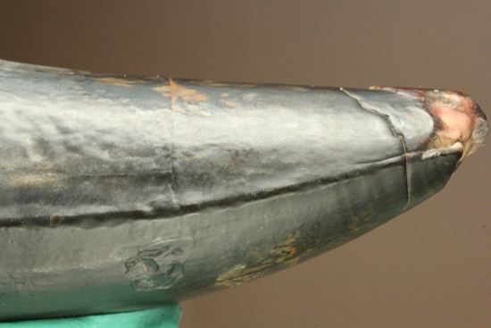 最大級65mmのサルコスクスの美歯 希少なニジェール産!!! 恐竜も恐れた史上最大のワニ(その4)