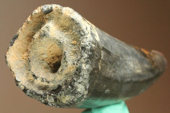 最大級65mmのサルコスクスの美歯 希少なニジェール産!!! 恐竜も恐れた史上最大のワニ(その7)