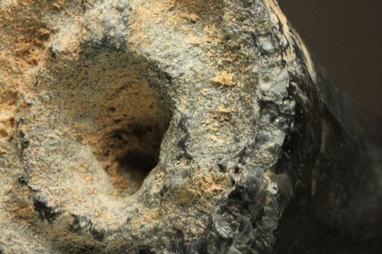 最大級65mmのサルコスクスの美歯 希少なニジェール産!!! 恐竜も恐れた史上最大のワニ(その8)