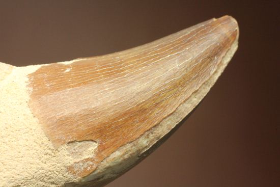 モササウルスの歯根つき化石(Mosasaurus)(その1)