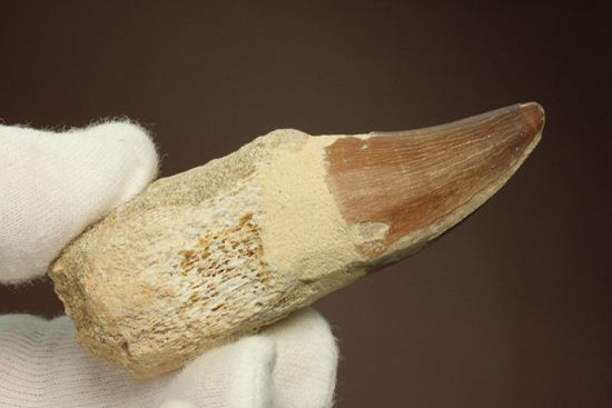 モササウルスの歯根つき化石(Mosasaurus)(その12)