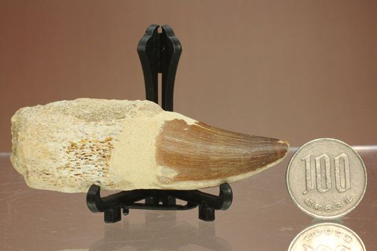 モササウルスの歯根つき化石(Mosasaurus)(その13)