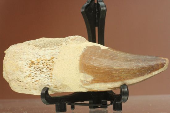 モササウルスの歯根つき化石(Mosasaurus)(その3)