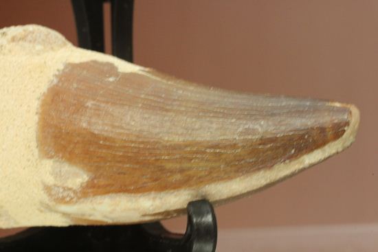 モササウルスの歯根つき化石(Mosasaurus)(その4)