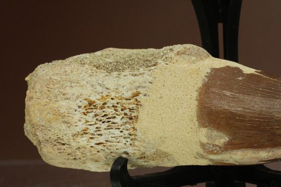 モササウルスの歯根つき化石(Mosasaurus)（その5）