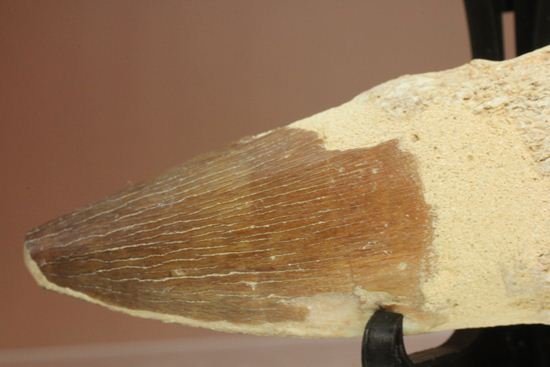 モササウルスの歯根つき化石(Mosasaurus)(その6)