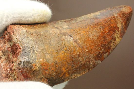 デカい10cmオーバー巨大歯!! カルカロドントサウルスの歯化石(幅広)(その1)