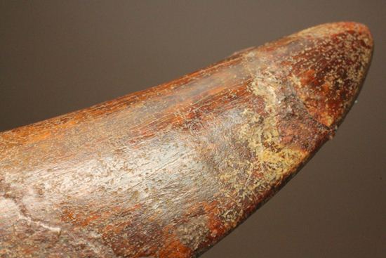 デカい10cmオーバー巨大歯!! カルカロドントサウルスの歯化石(幅広)(その14)