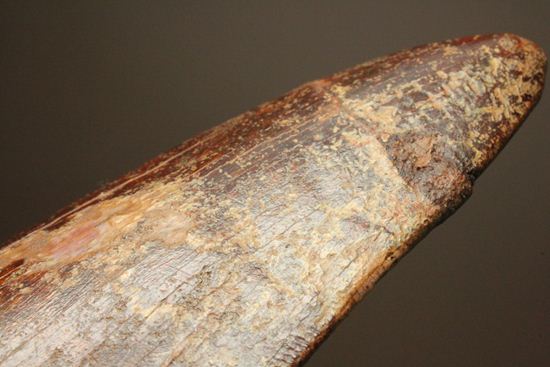デカい10cmオーバー巨大歯!! カルカロドントサウルスの歯化石(幅広)(その16)