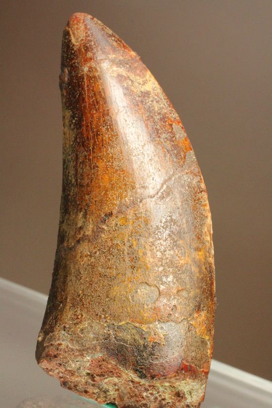 デカい10cmオーバー巨大歯!! カルカロドントサウルスの歯化石(幅広)(その2)