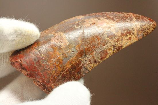 デカい10cmオーバー巨大歯!! カルカロドントサウルスの歯化石(幅広)(その4)
