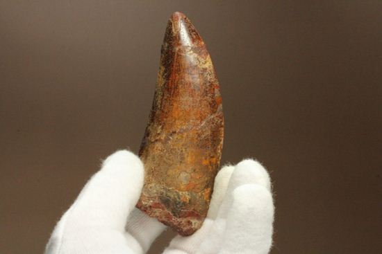 デカい10cmオーバー巨大歯!! カルカロドントサウルスの歯化石(幅広)(その5)