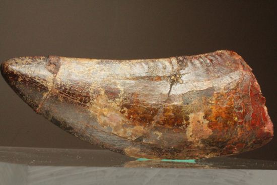 デカい10cmオーバー巨大歯!! カルカロドントサウルスの歯化石（幅広）（その6）