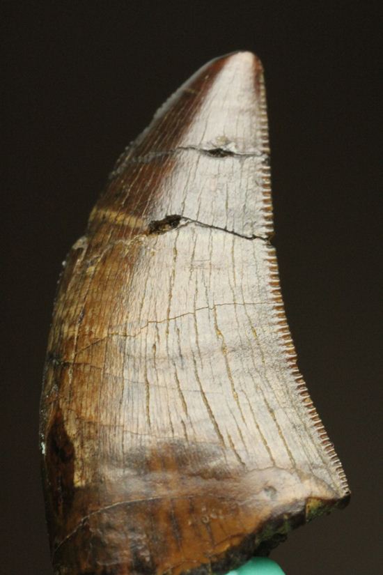 走るトカゲこと、ドロマエオサウルスの歯化石(その1)