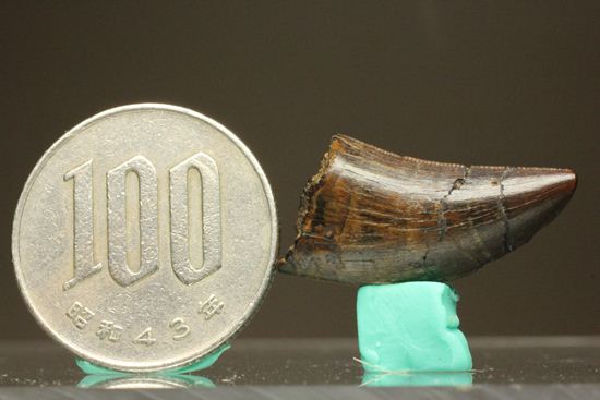 走るトカゲこと、ドロマエオサウルスの歯化石(その10)
