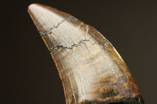 走るトカゲこと、ドロマエオサウルスの歯化石(その11)