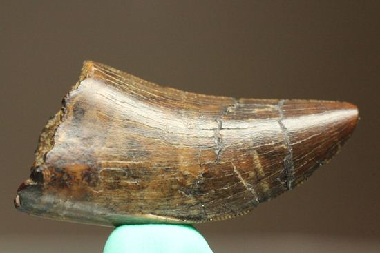 走るトカゲこと、ドロマエオサウルスの歯化石(その2)