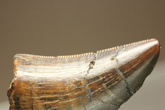 走るトカゲこと、ドロマエオサウルスの歯化石(その3)
