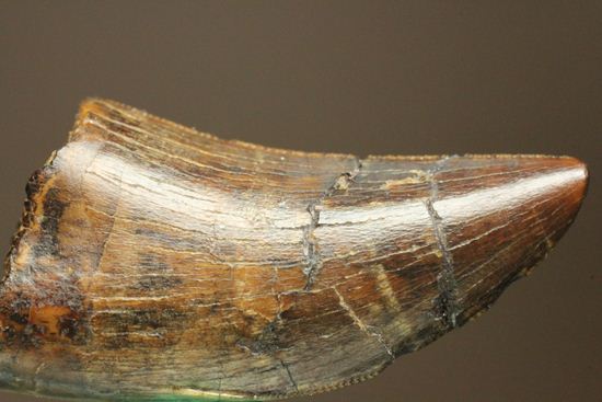 走るトカゲこと、ドロマエオサウルスの歯化石(その6)