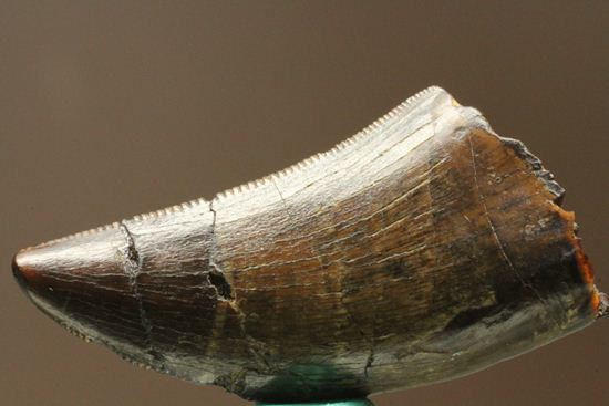 走るトカゲこと、ドロマエオサウルスの歯化石(その7)