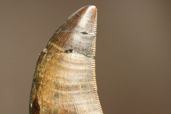 走るトカゲこと、ドロマエオサウルスの歯化石(その8)