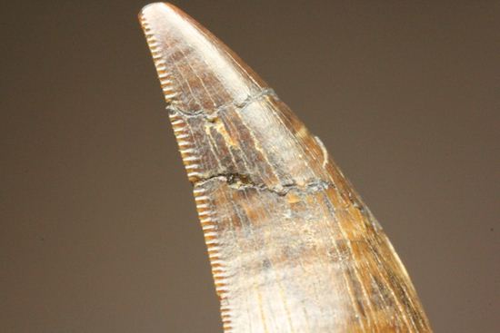 走るトカゲこと、ドロマエオサウルスの歯化石(その9)