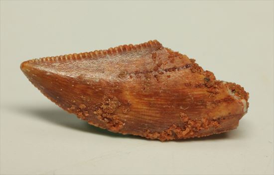 バハリアサウルス歯化石