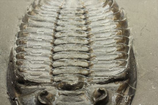 シルル紀ニューヨーク産代表三葉虫！　複眼が保存されたダルマニテス(Dalmanites limulurus)（その9）
