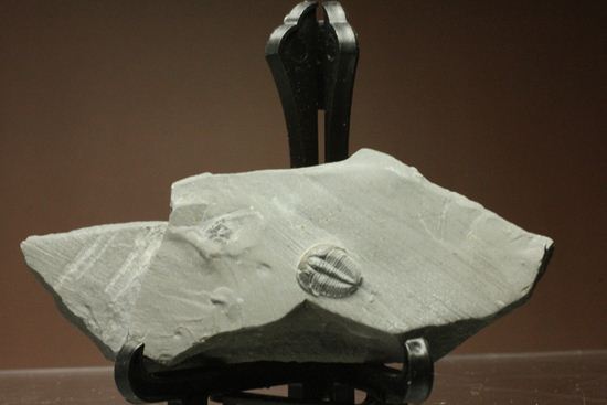 自由頬が保存されたエルラシアキンギプレート化石(Elrathia kingi Meek)（その1）