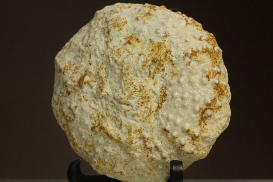 白亜紀のウニ化石(Echinoids Tetragramma sp.)（その11）