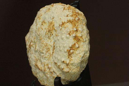 白亜紀のウニ化石(Echinoids Tetragramma sp.)（その12）