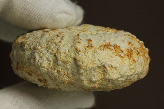 白亜紀のウニ化石(Echinoids Tetragramma sp.)（その15）