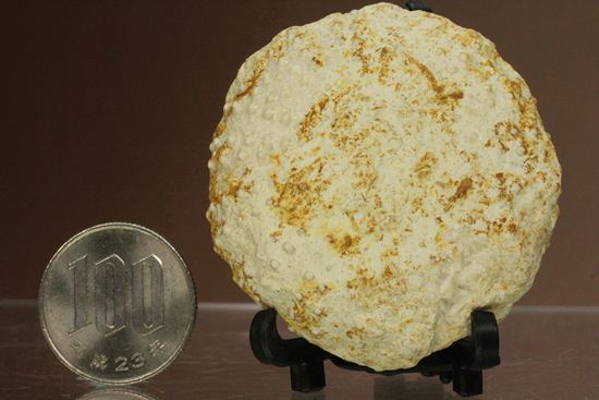 白亜紀のウニ化石(Echinoids Tetragramma sp.)（その17）