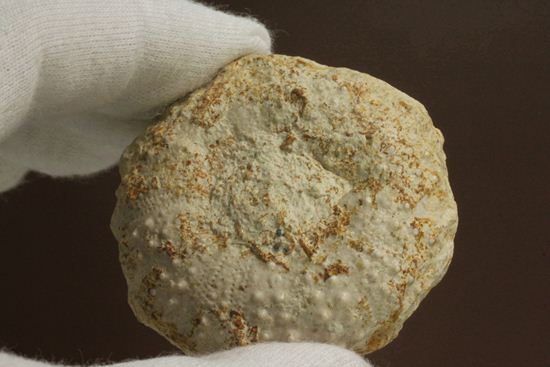 白亜紀のウニ化石(Echinoids Tetragramma sp.)（その2）