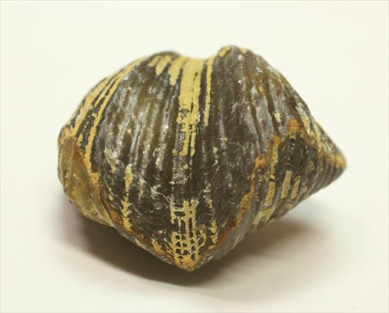 デボン紀後期の腕足類化石(Brachiopod)（その2）