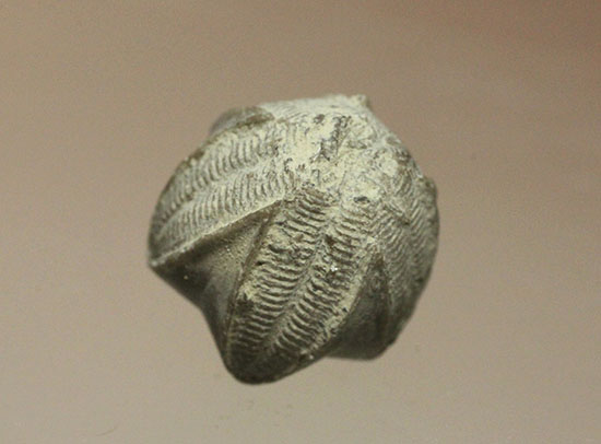 棘皮動物ウミツボミの化石（ペントレミテス）（その1）