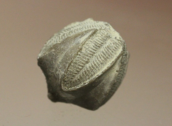 棘皮動物ウミツボミの化石（ペントレミテス）（その2）
