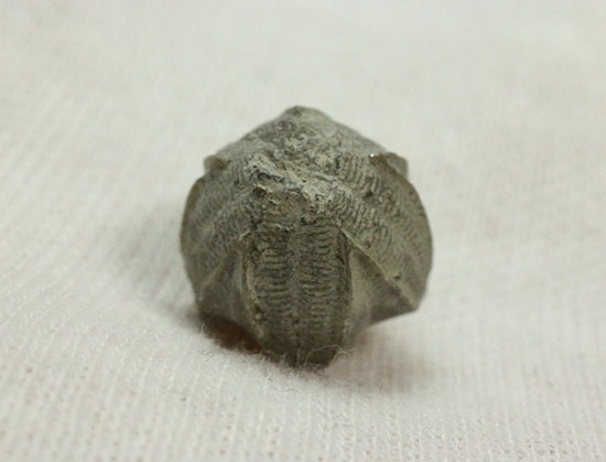 棘皮動物ウミツボミの化石（ペントレミテス）（その5）