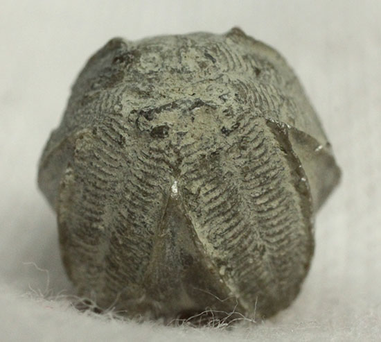 棘皮動物ウミツボミの化石（ペントレミテス）（その6）
