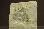 示準化石をコレクションしませんか？オクラホマ州産絶滅生物、筆石(Graputus)