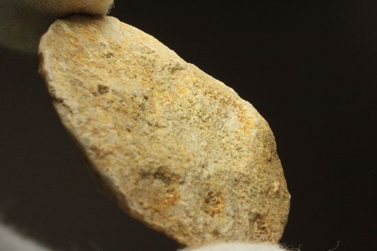 新生代第3紀の重要示準化石です！貨幣石ヌムリテス(Nummulites oosteri)（その8）