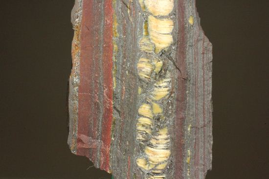 超レア！35億年前の黄金に光るストロマトライト(Stromatolite)（その1）