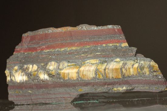 超レア！35億年前の黄金に光るストロマトライト(Stromatolite)（その2）
