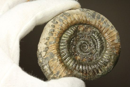 アンモナイト典型種！ヘビ石こと、イギリス産ダクチリオセラスアンモナイト(Dactylioceras sp.)（その9）