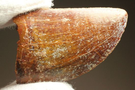 カルカロドントサウルスの歯(その11)